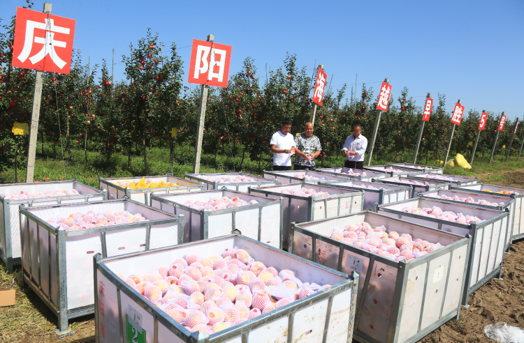 9月20日，慶陽海越農業(yè)發(fā)展有限公司早勝基地蘋果喜獲豐收，吸引了外地客商前來采購。圖為客商正在查看果品。特約攝影 李建琪 攝