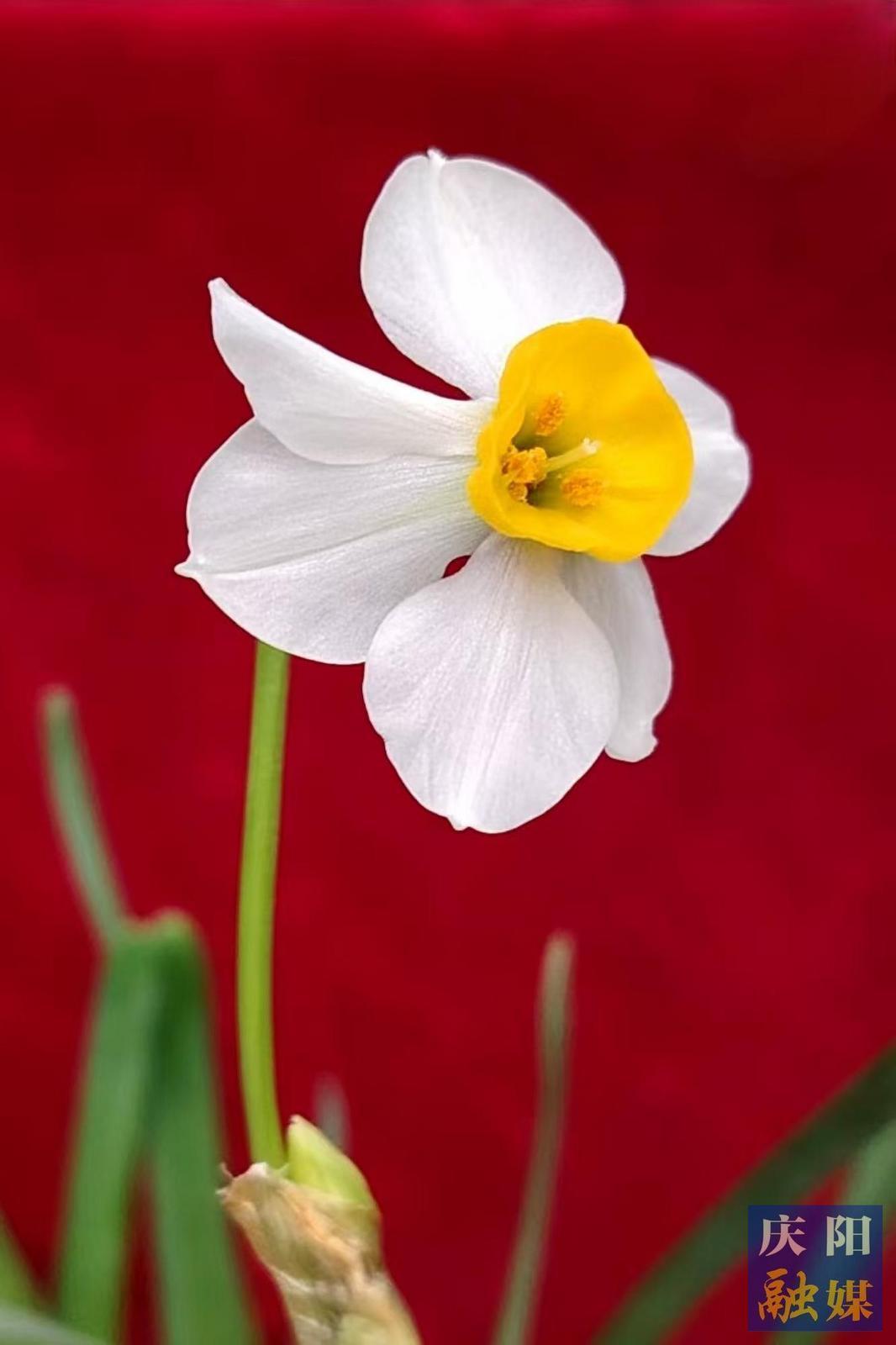 【大美慶陽】《水仙花開》 