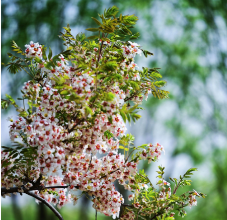 一點(diǎn)慶陽(yáng) | 小樹林里踏歌聲（文/拓劍華）